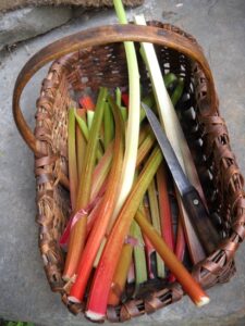Perfect Rhubarb Pie from Garden to Table Image